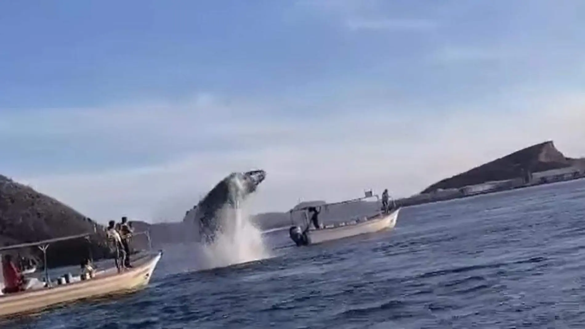 Ballena cae sobre una lancha de turistas en Topolobampo, Sinaloa